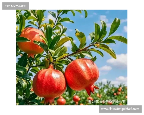 高地红石榴种植与养护全攻略从选地到丰收的每一步详细解析 高地红石榴种植与养护全攻略从选地到丰收的每一步详细解析