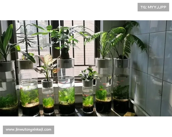 养护卷帘绿魔植物的四大技巧 让你的植物健康生长